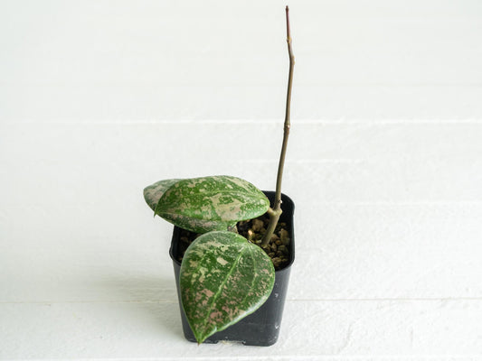 Hoya 'Wibergiae Round Leaf' (DMW-001-C) [verticillata (ex. wibergiea) x unknown] | 2-Inch
