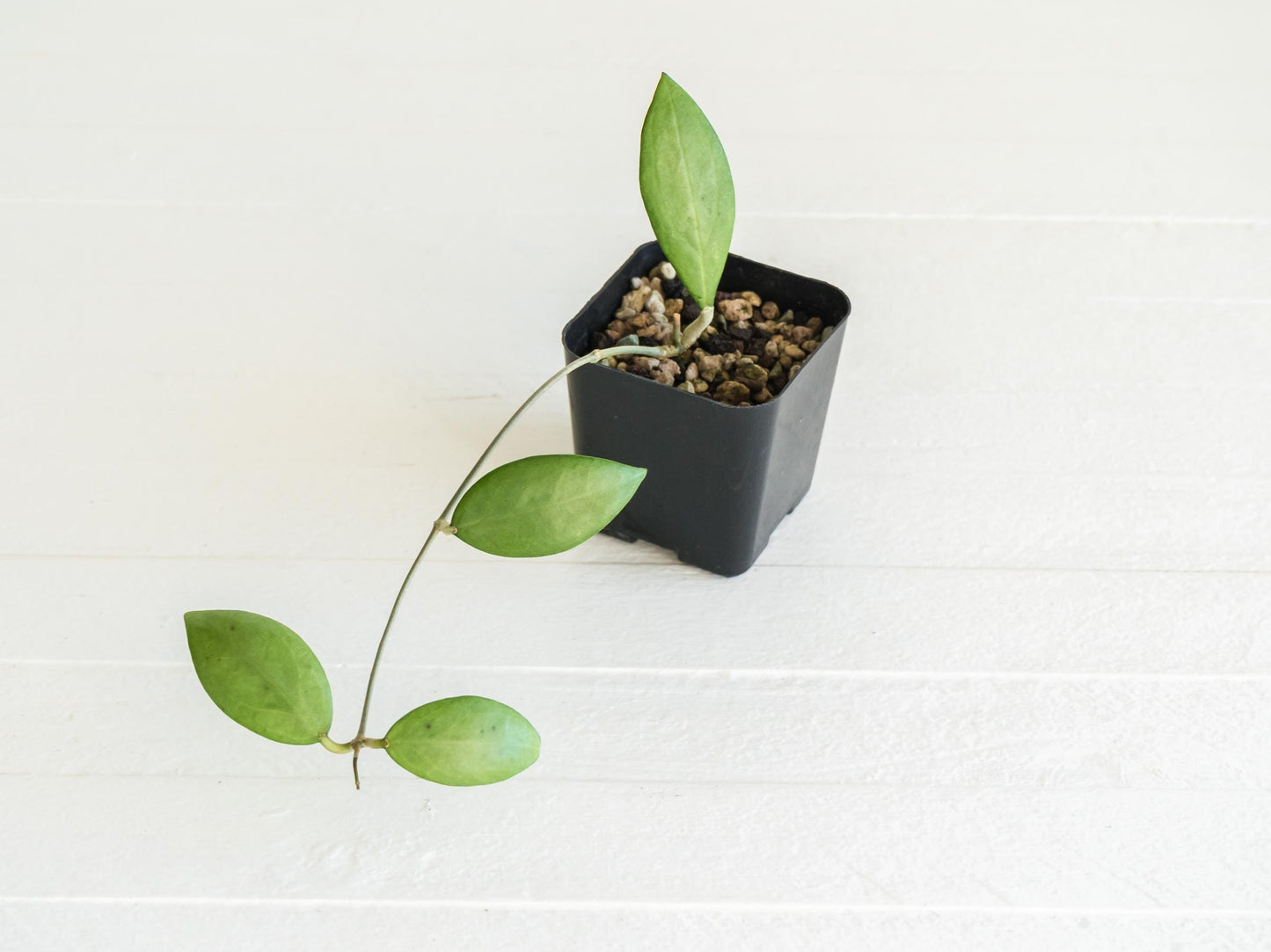 Hoya erythrostemma (Silver) | 2-Inch