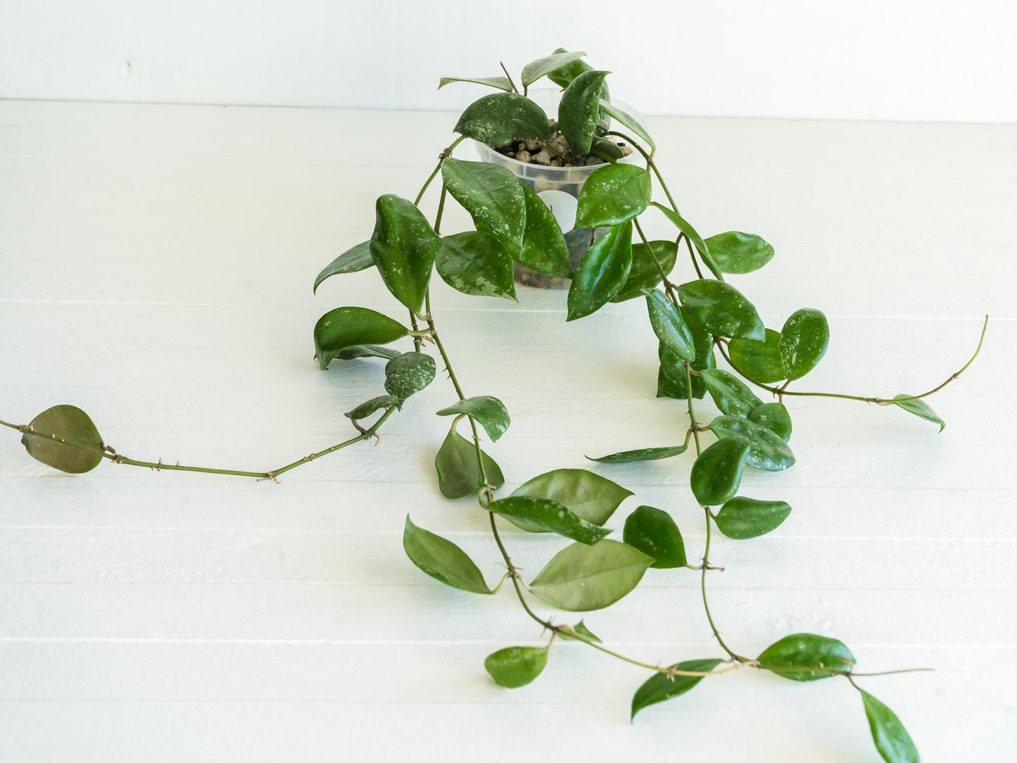 Hoya walliniana (Splash) | 3-Inch