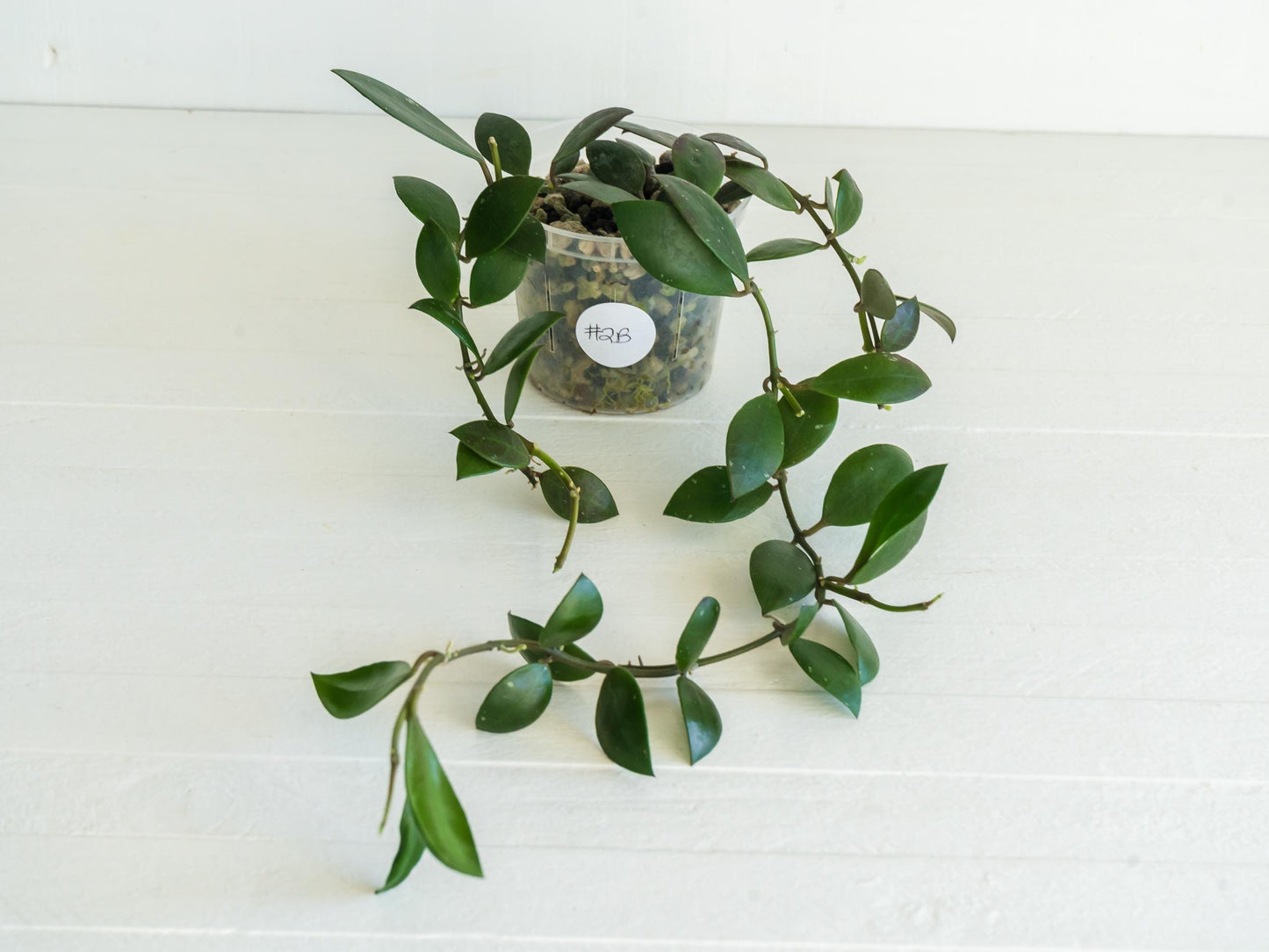 Hoya sipitangensis | 3-Inch