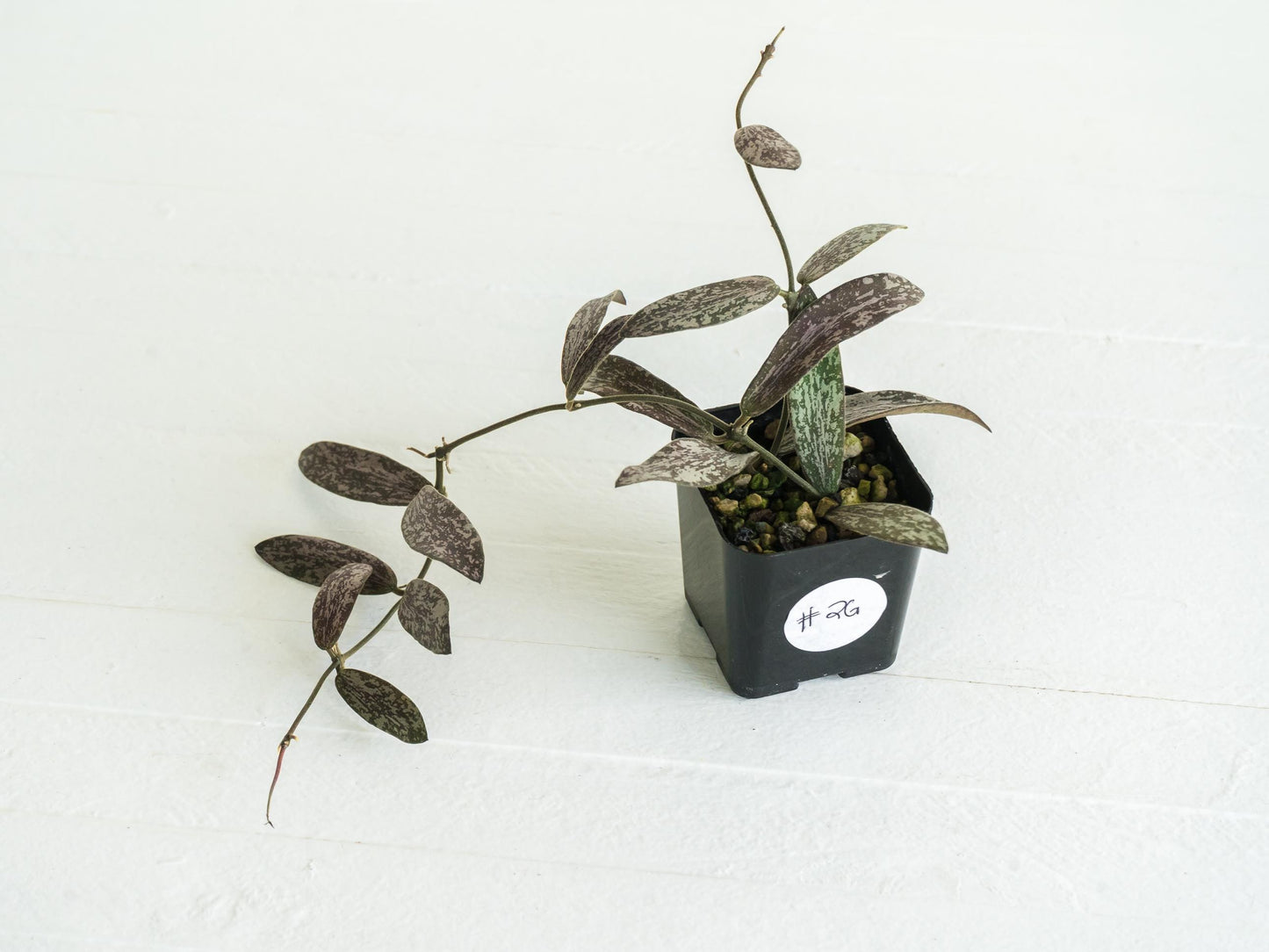 Hoya sigillatis | 2-Inch