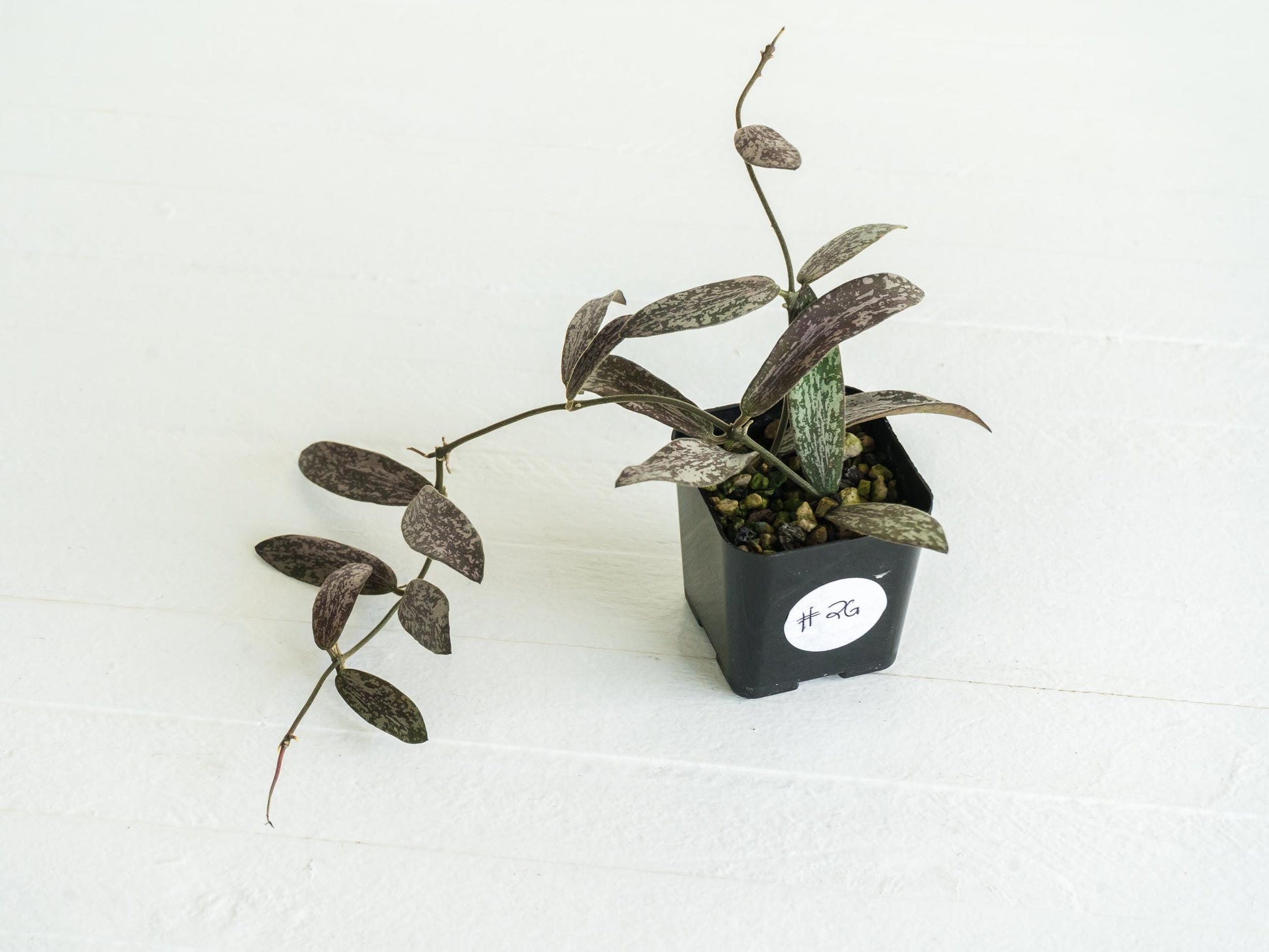 Hoya sigillatis | 2-Inch