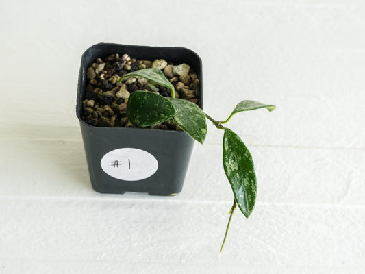 Hoya lima (Splash) | 2-Inch