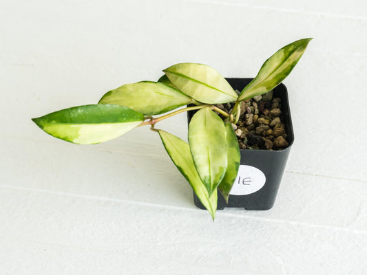 Hoya walliniana (Inner Variegated) | 2-Inch