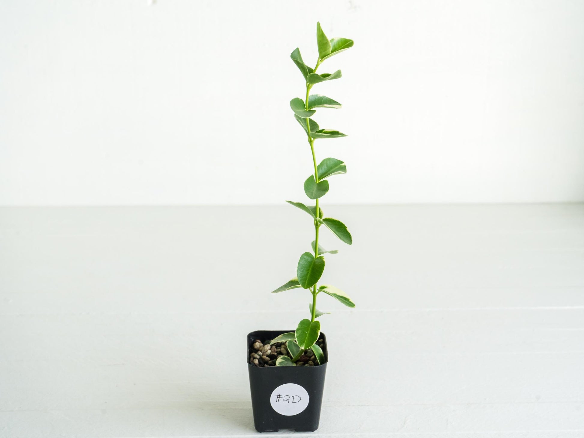 Hoya cumingiana (Albo | Outer Variegated) | 2-Inch