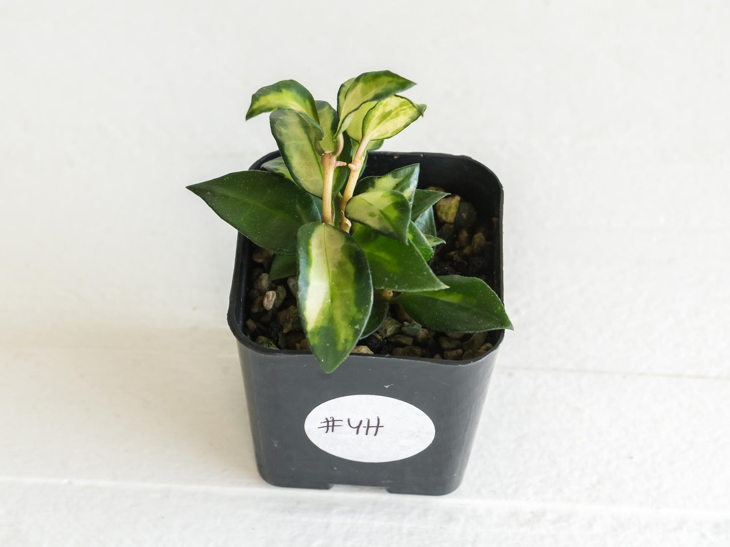 Hoya lacunosa 'Tricolor Bruno' | 2-Inch