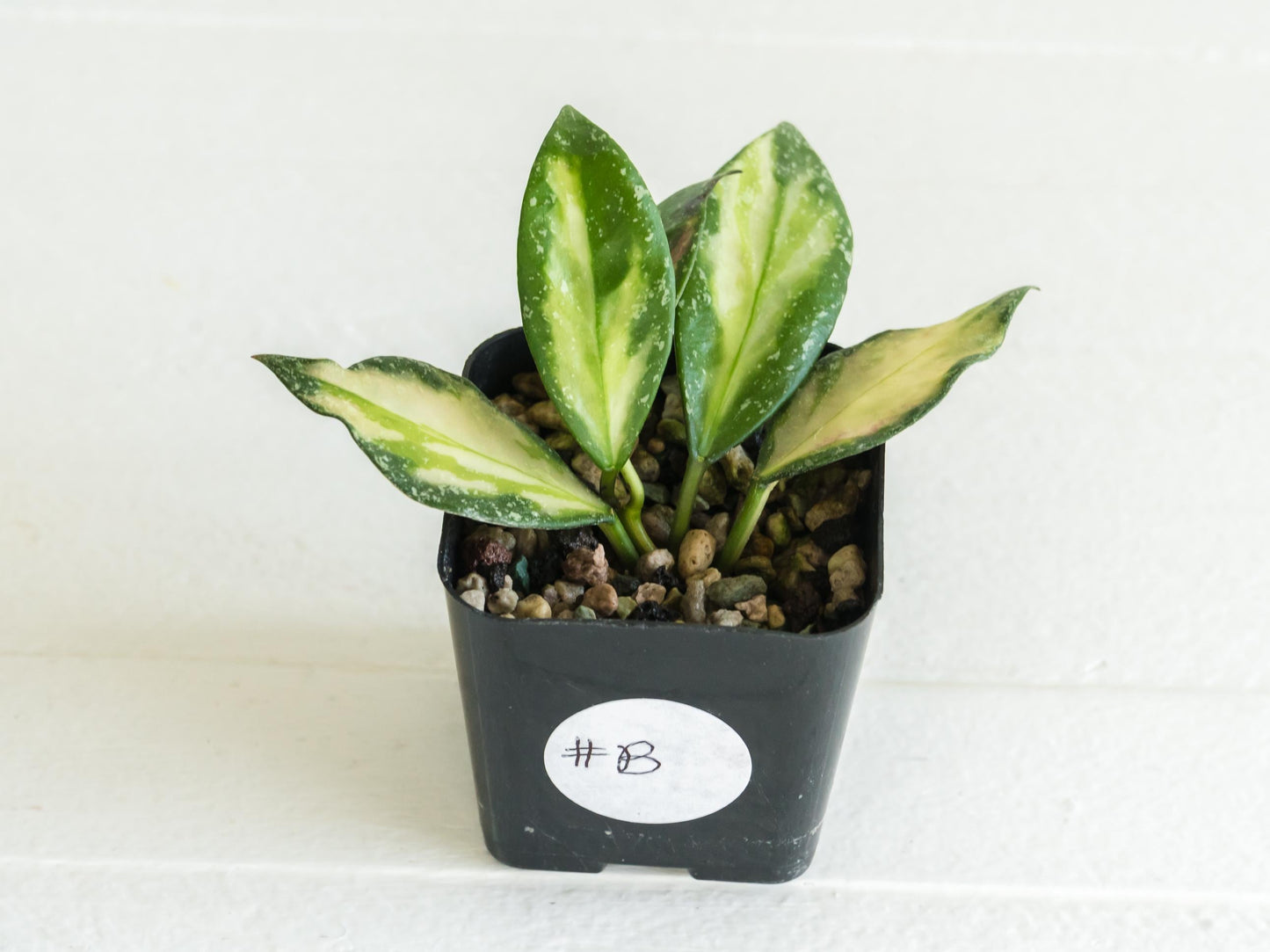 Hoya nabawanensis (Inner Variegated) | 2-Inch