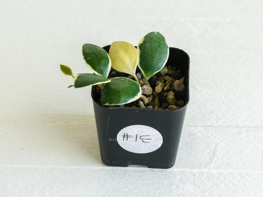 Hoya incurvula (Albomarginata / Outer Variegated) aka Hoya palta | 2-Inch