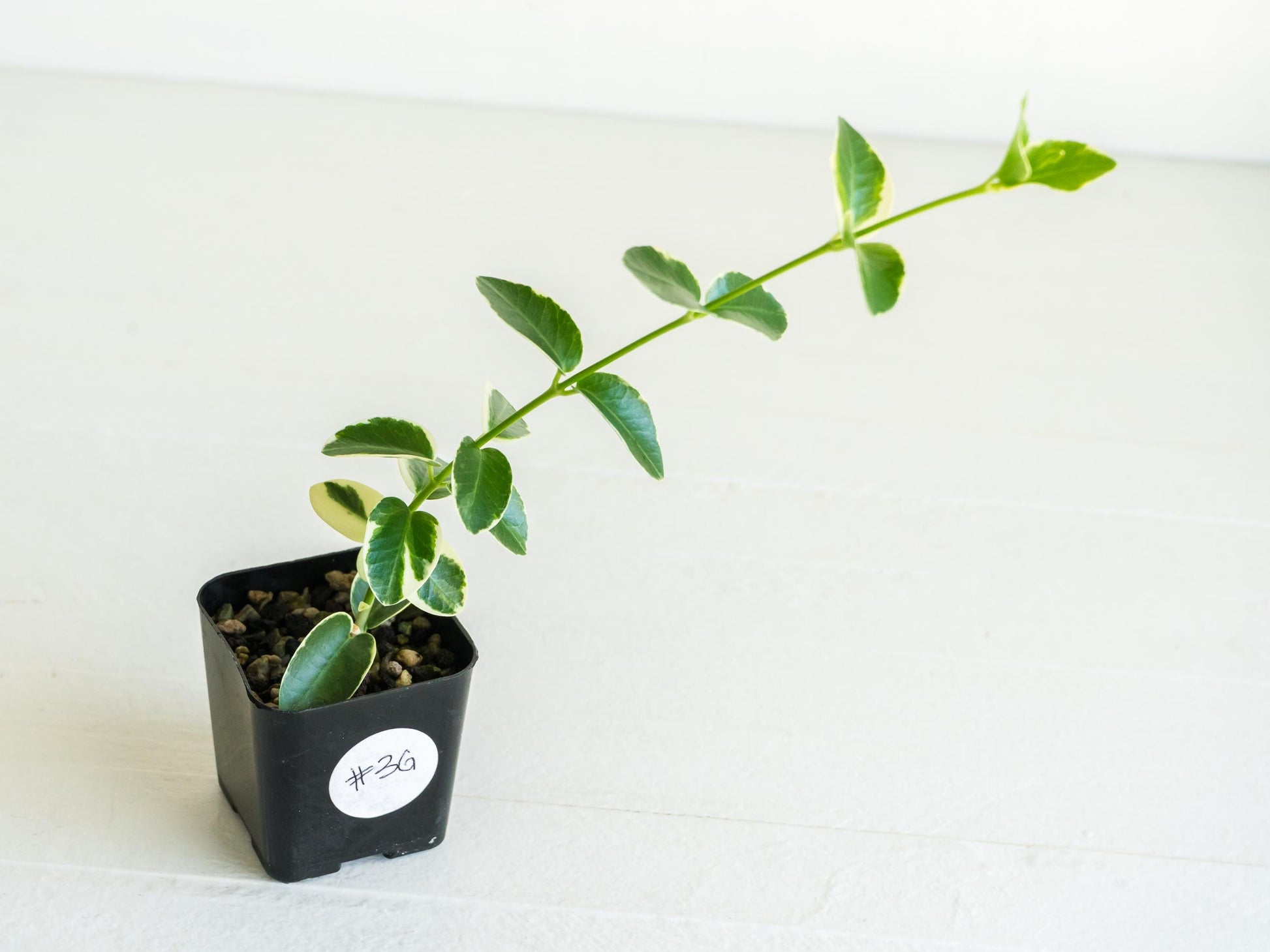 Hoya cumingiana (Albo | Outer Variegated) | 2-Inch