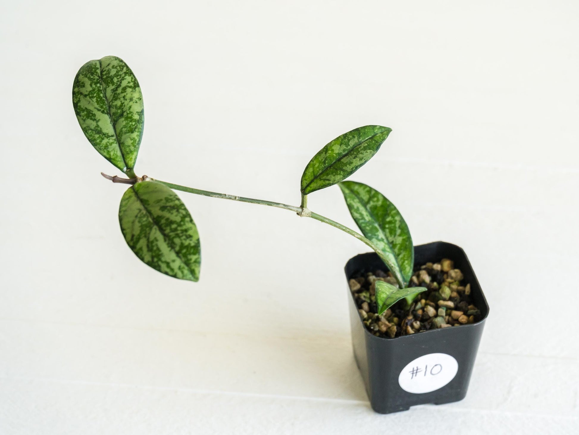 Hoya crassipetiolata (Splash) | 2-Inch