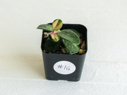 Hoya 'Mathilde' (Inner Variegated) | 2-Inch