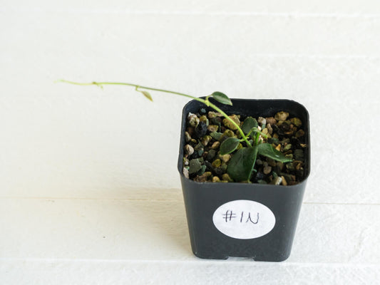 Hoya papua (PNG IM-08) | 2-Inch