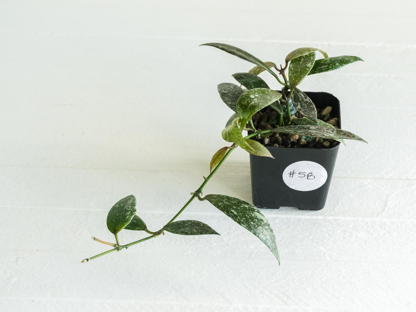 Hoya lacunosa 'Laos Full Splash' | 2-Inch