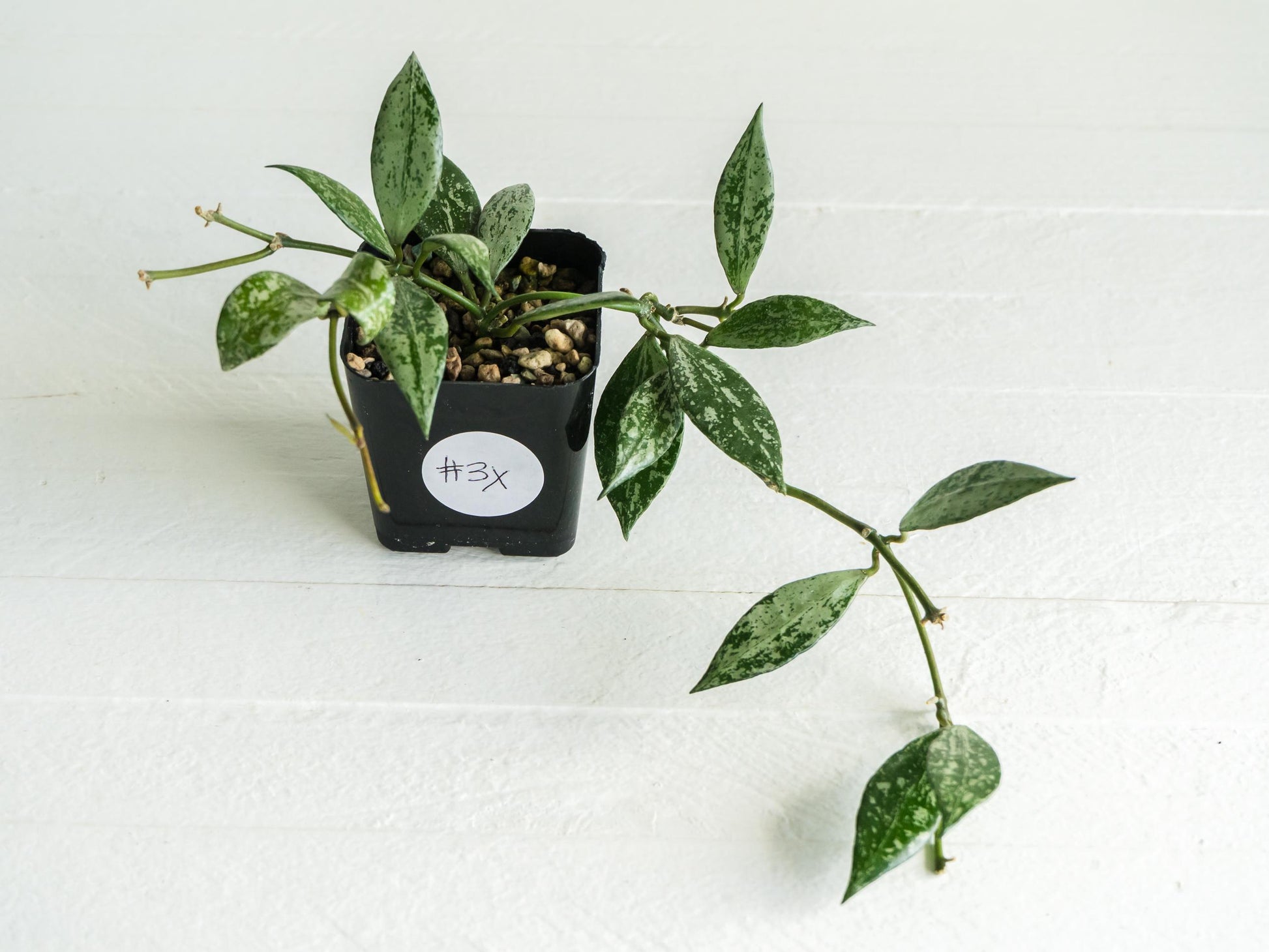 Hoya lacunosa 'Silver Lime' | 2-Inch