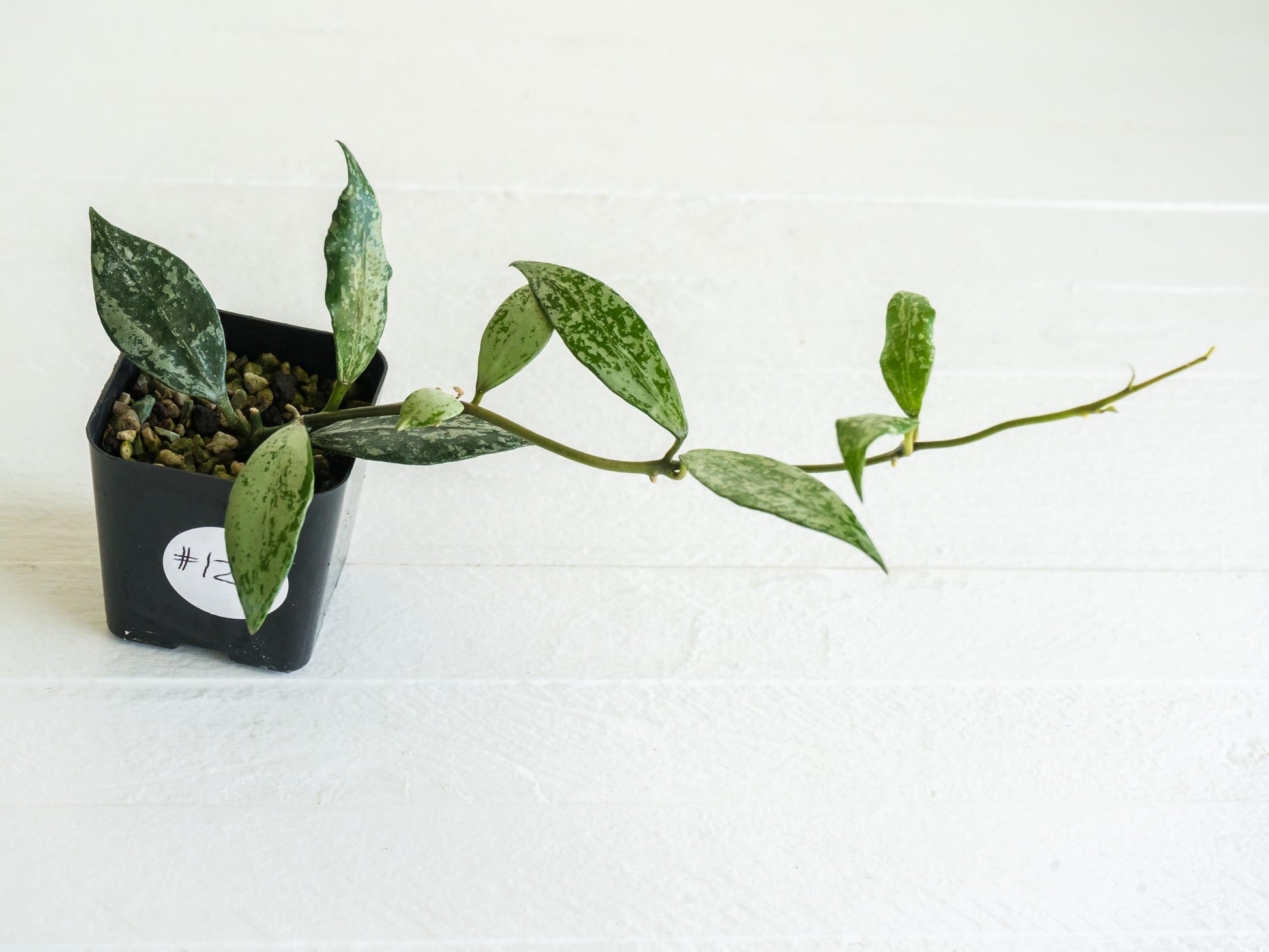 Hoya lacunosa 'Silver Lime' | 2-Inch