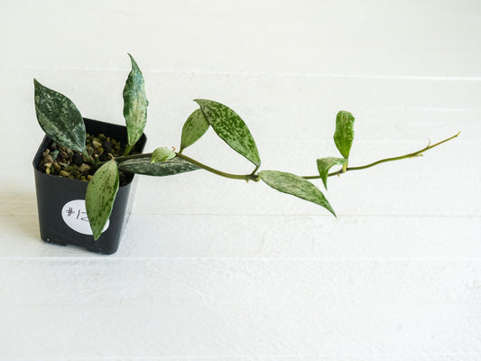 Hoya lacunosa 'Silver Lime' | 2-Inch