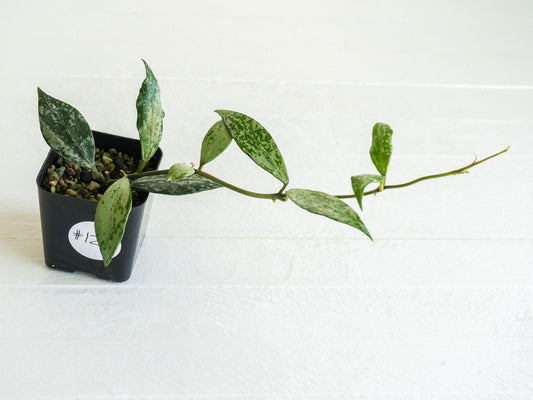 Hoya lacunosa 'Silver Lime' | 2-Inch