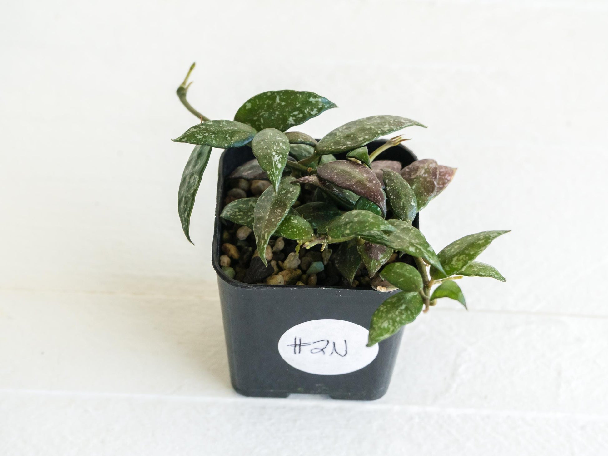 Hoya lacunosa 'Perangin Durian' IML-1896 | 2-Inch