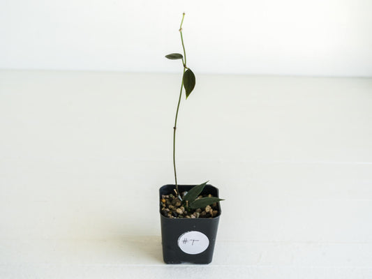 Hoya carrii (NS13-064) | 2-Inch