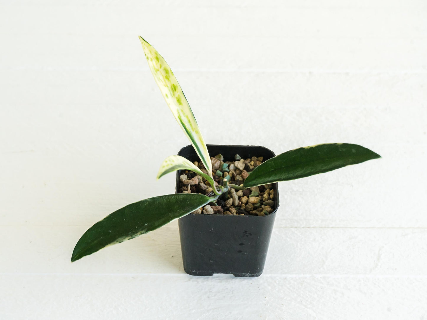 Hoya lapin (Albo) | 2-Inch