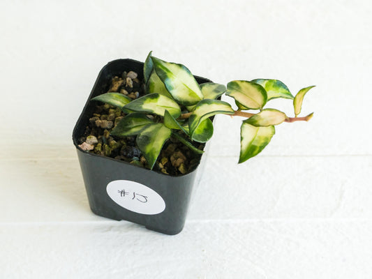 Hoya lacunosa 'Tricolor Bruno' | 2-Inch