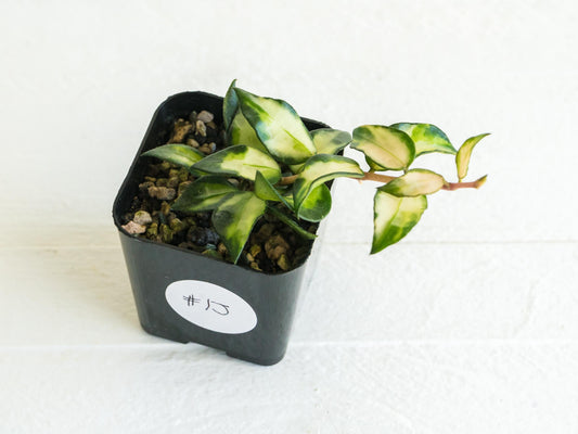 Hoya lacunosa 'Tricolor Bruno' | 2-Inch
