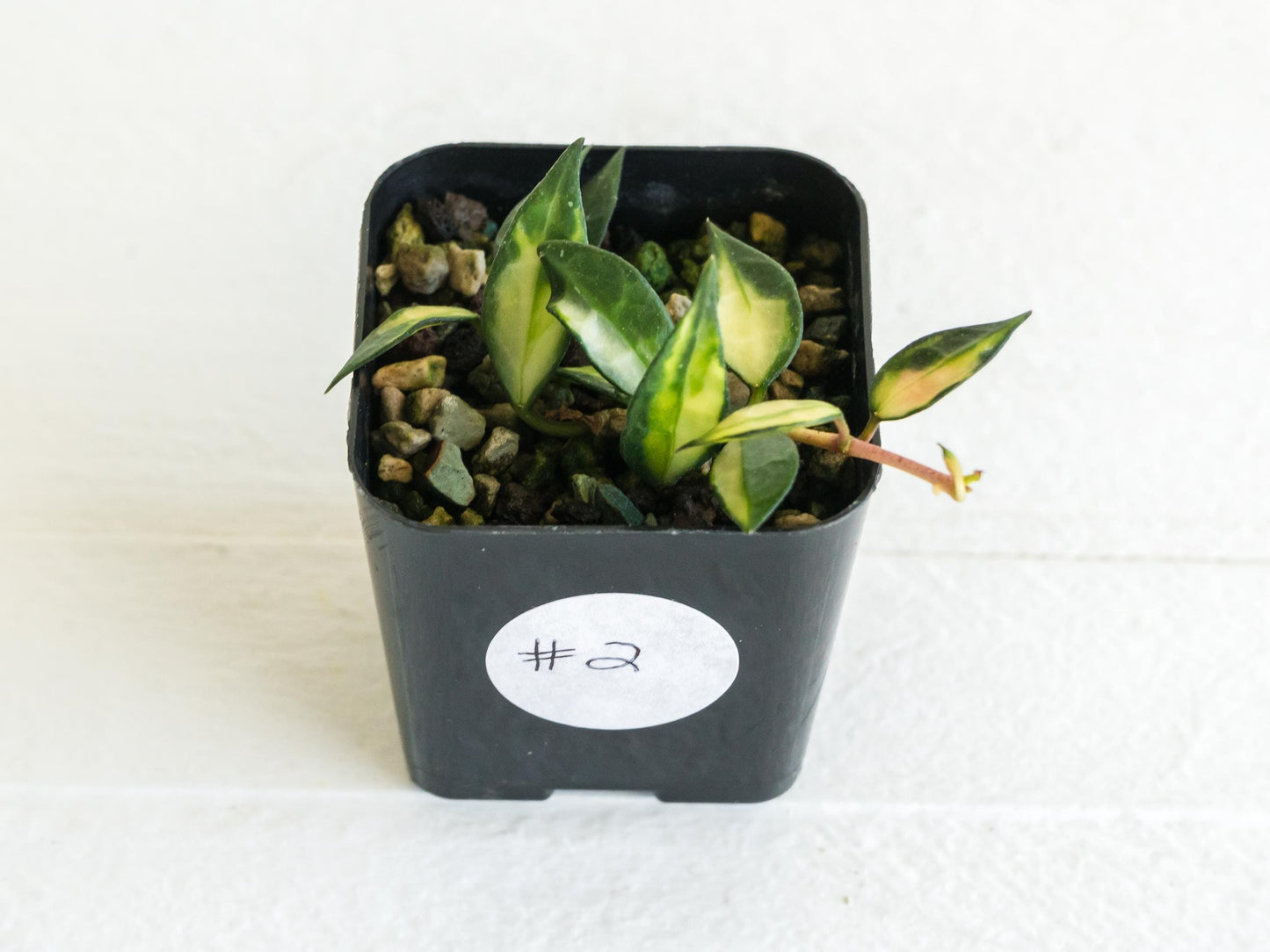 Hoya lacunosa (Inner Variegated) | 2-Inch