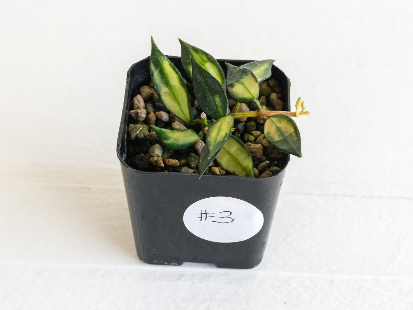Hoya lacunosa (Inner Variegated) | 2-Inch