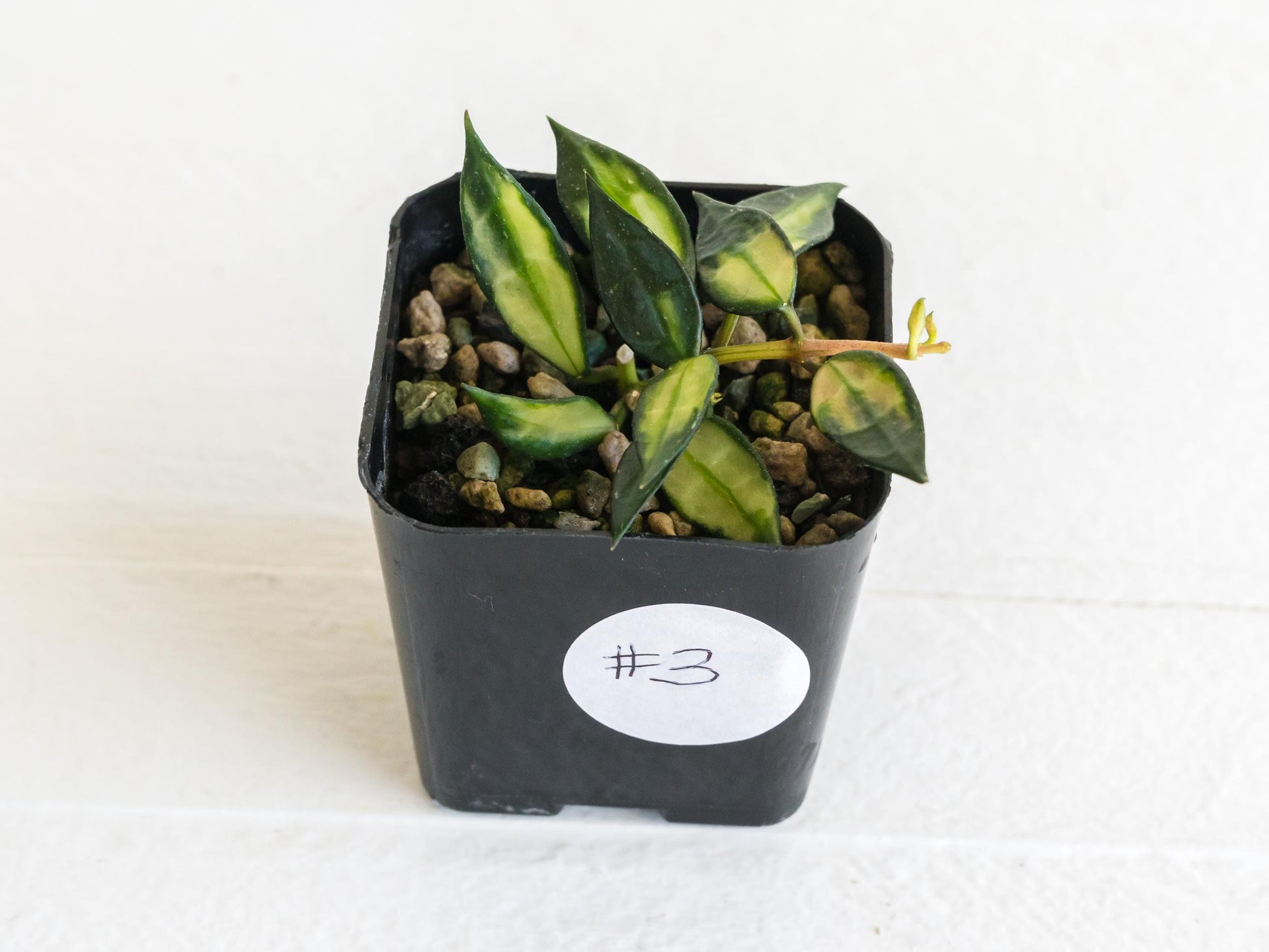 Hoya lacunosa (Inner Variegated) | 2-Inch