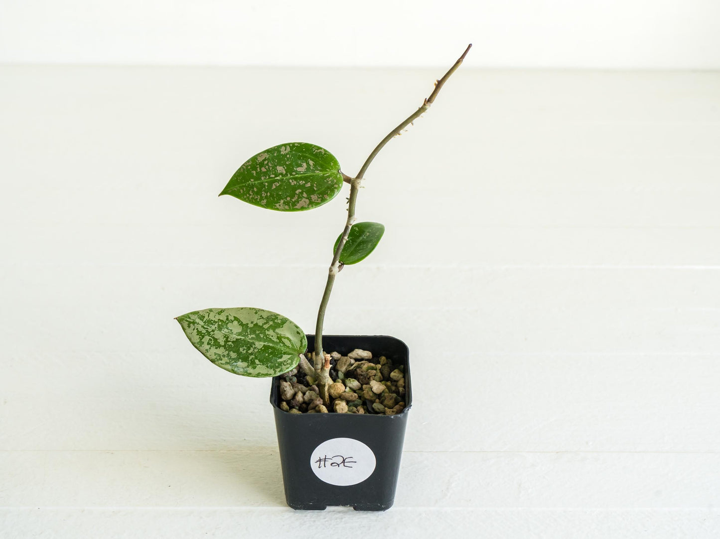 Hoya verticillata (EPC-997) | 2-Inch