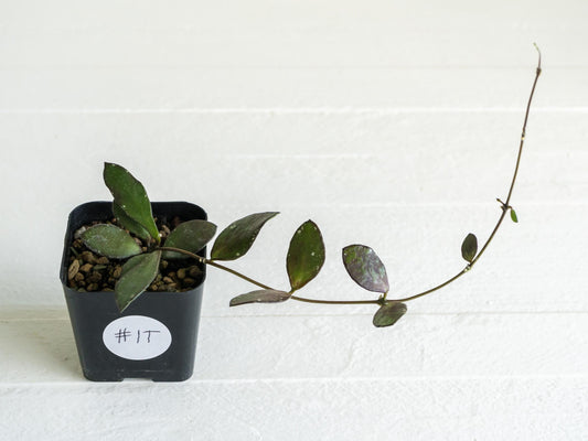 Hoya borneo (Small Leaf) | 2-Inch
