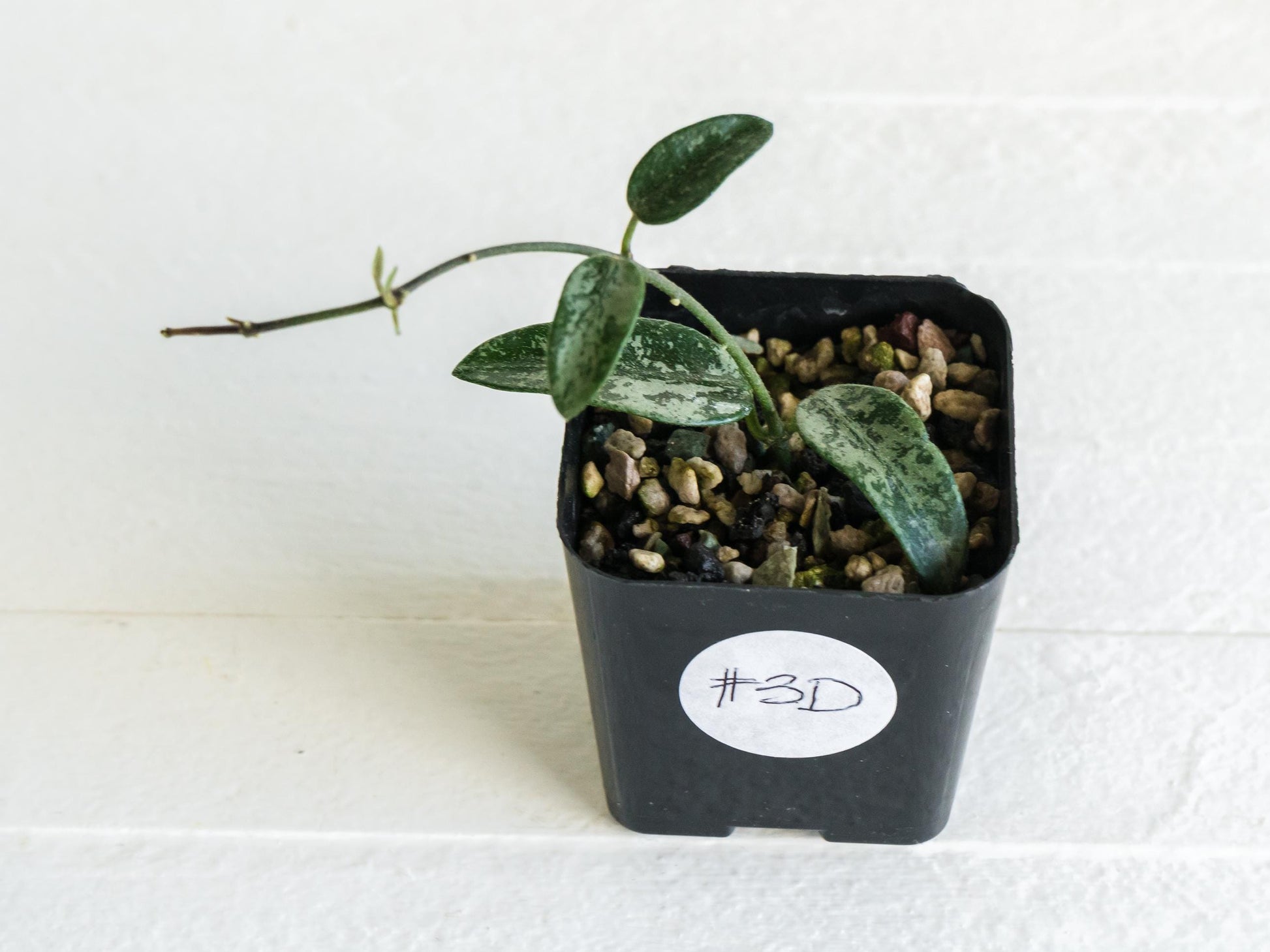 Hoya lima (Splash) | 2-Inch