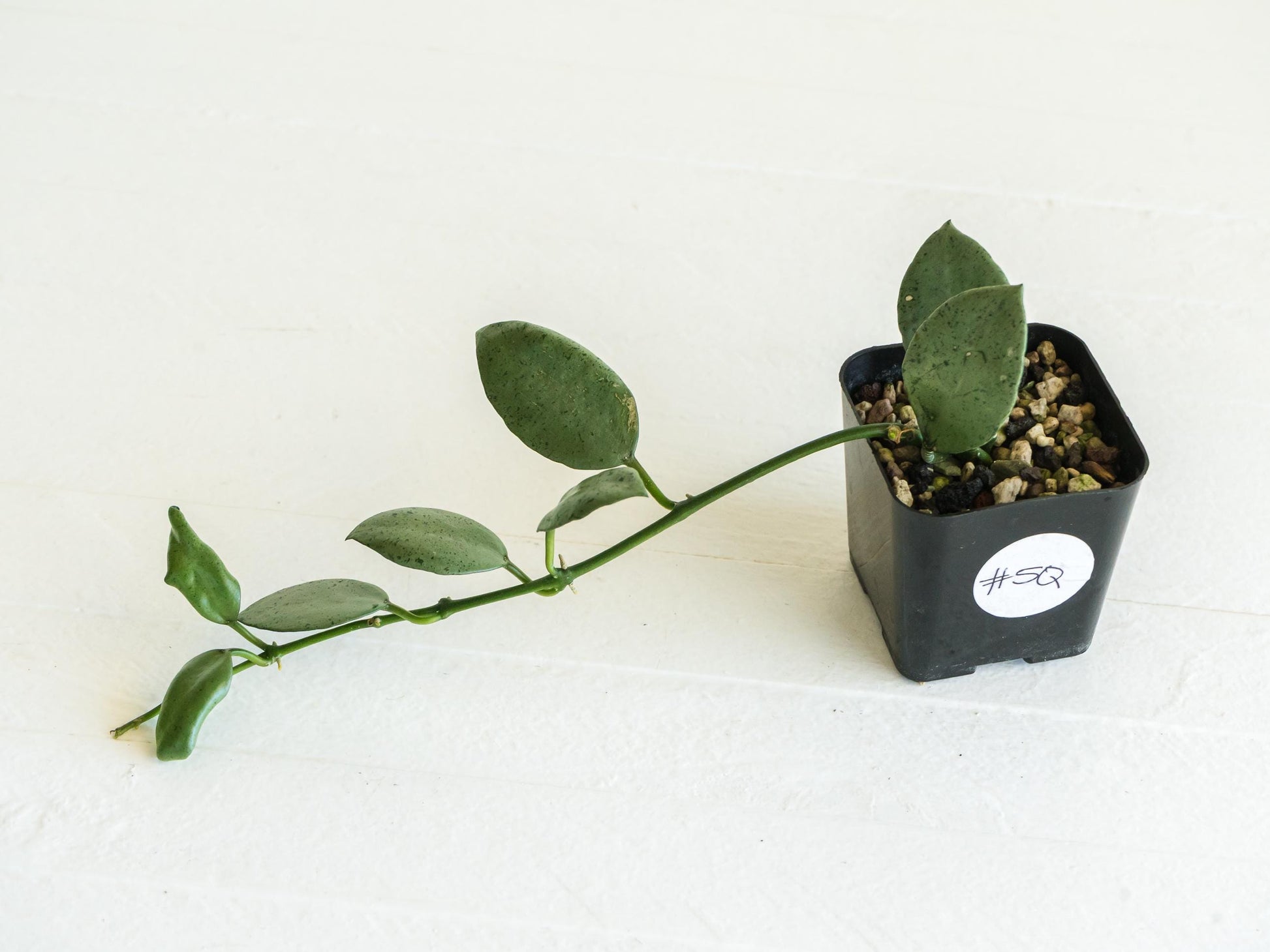 Hoya lacunosa 'Silver Mint Coin' | 2-Inch