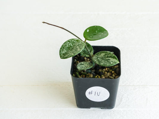 Hoya 'Mathilde' (Splash) | 2-Inch