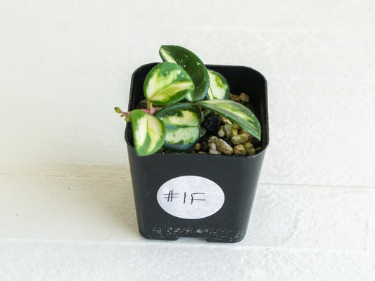 Hoya 'Mathilde' (Inner Variegated) | 2-Inch