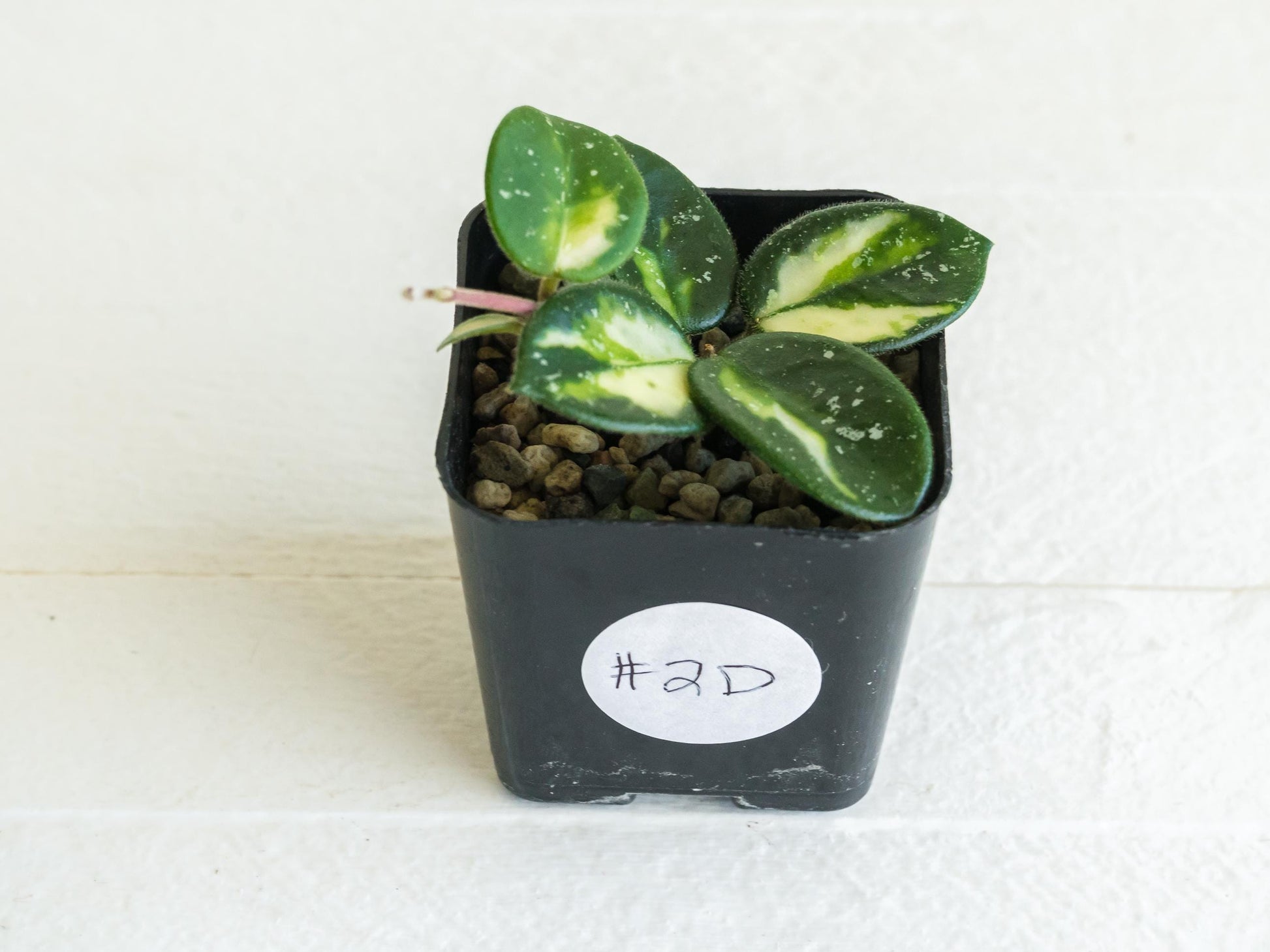 Hoya 'Mathilde' (Inner Variegated) | 2-Inch