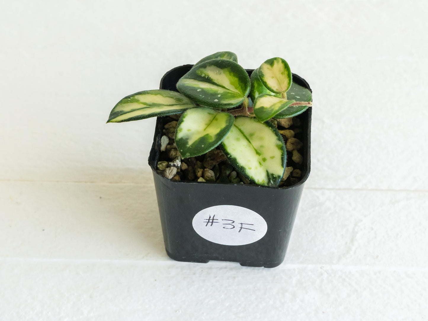 Hoya 'Mathilde' (Inner Variegated) | 2-Inch