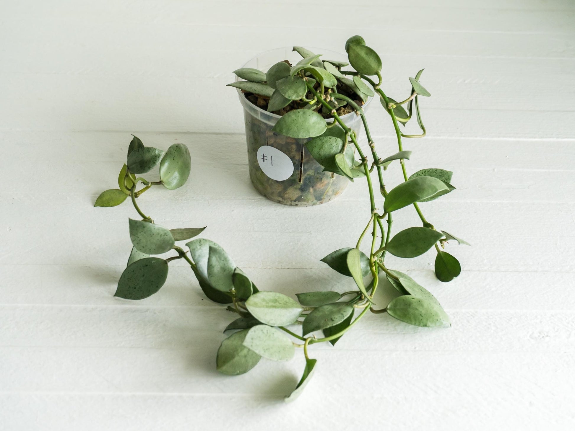 Hoya lacunosa 'Silver Mint Coin' | 3-Inch