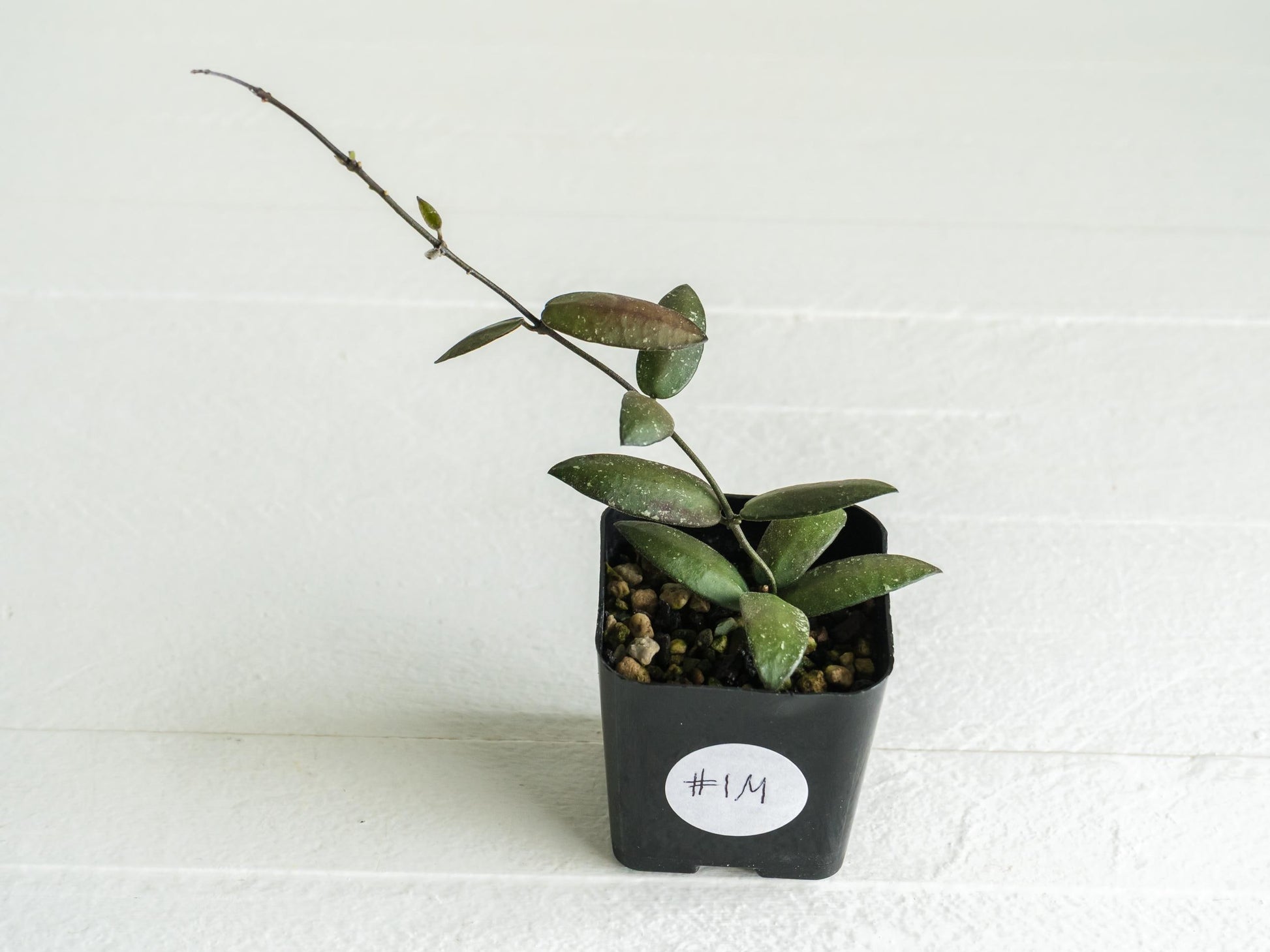 Hoya sigillatis 'Alas River' | 2-Inch