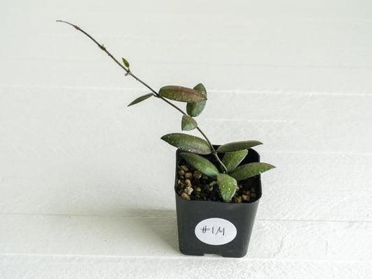 Hoya sigillatis 'Alas River' | 2-Inch