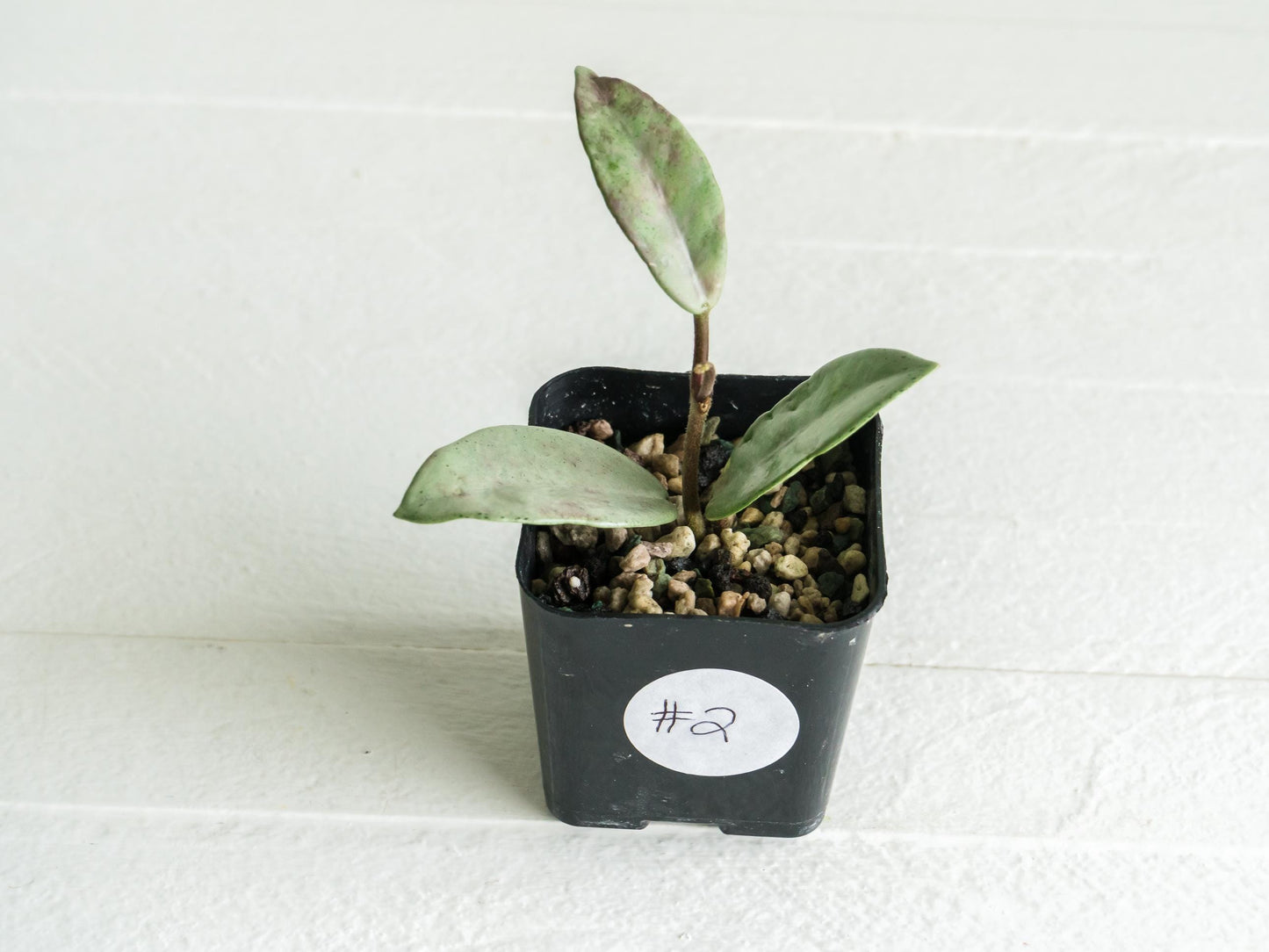 Hoya carnosa 'Wilbur Graves' (Silver) | 2-Inch