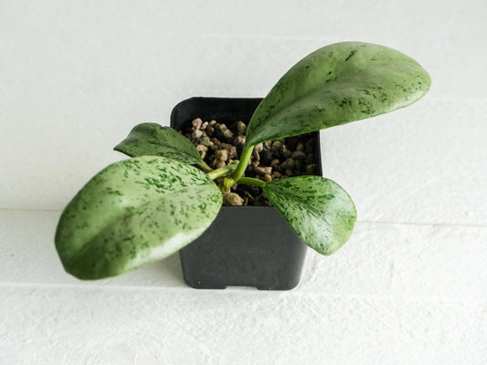 Hoya chiang dao (Silver) | 2-Inch