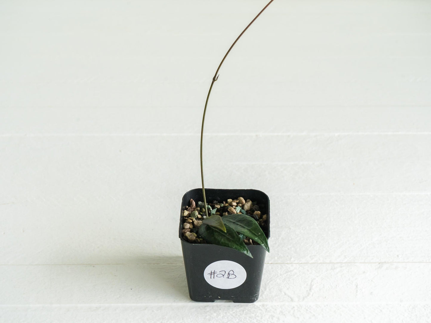 Dischidia GPS-88 | 2-Inch FKA as a Hoya