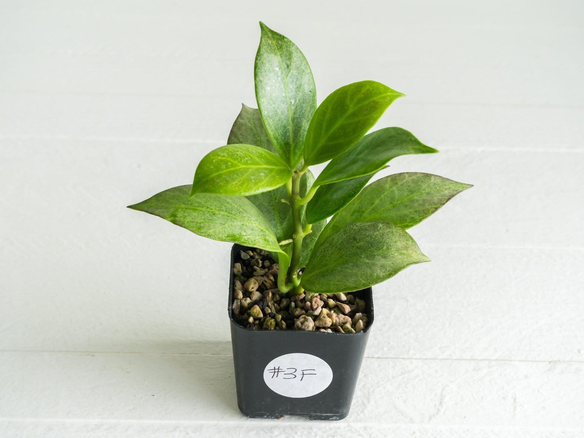 Hoya obscura (Silver) | 2-Inch