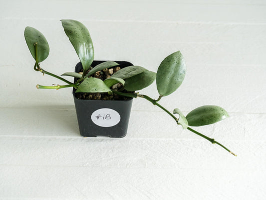 Hoya lacunosa 'Silver Mint Coin' | 2-Inch