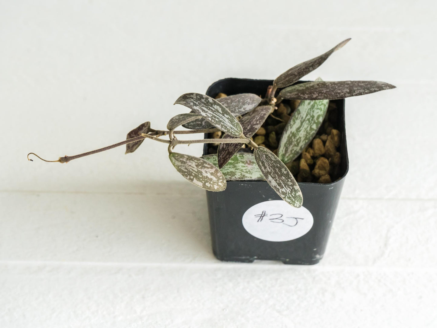 Hoya sigillatis | 2-Inch