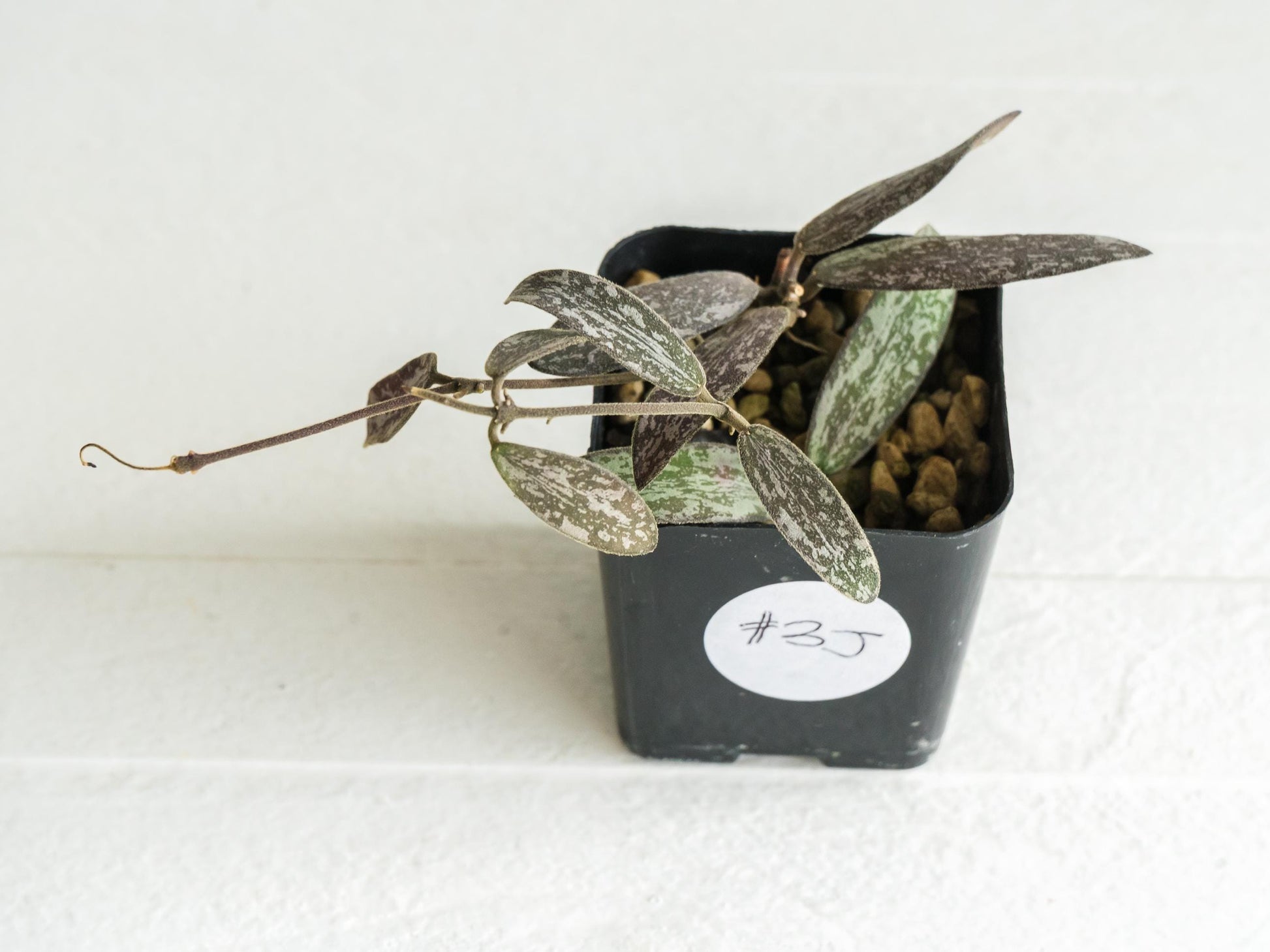 Hoya sigillatis | 2-Inch