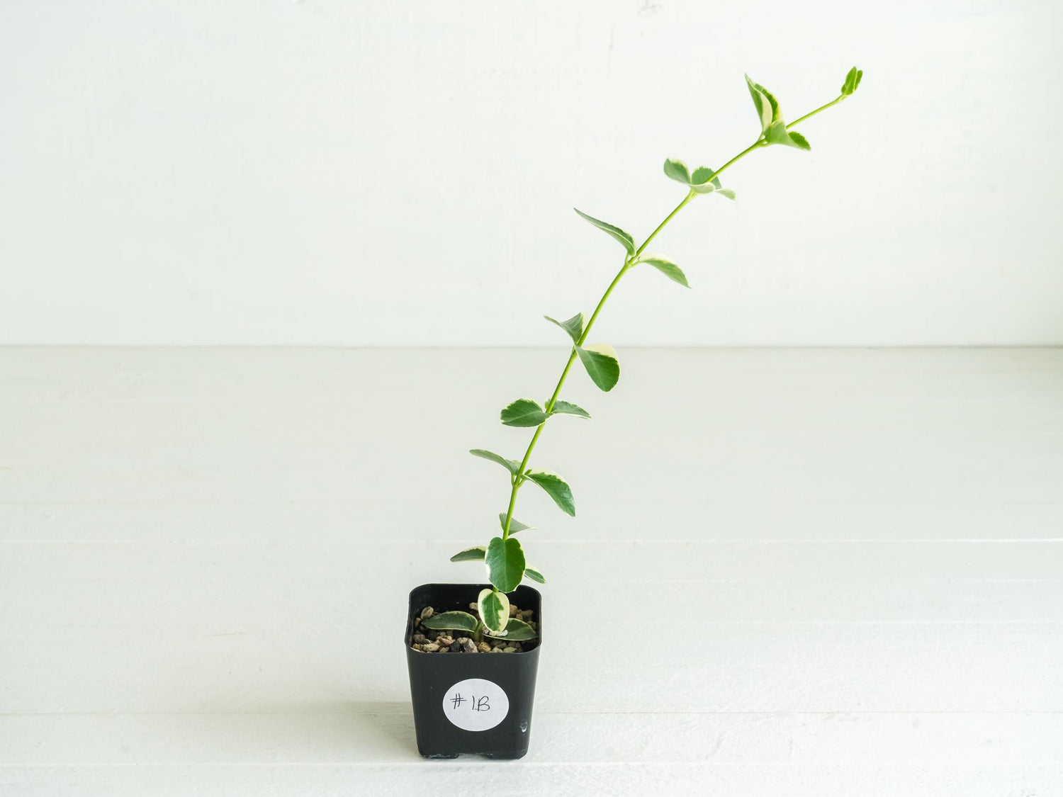 Hoya cumingiana (Albo | Outer Variegated) | 2-Inch
