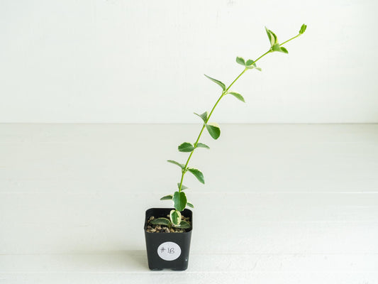 Hoya cumingiana (Albo | Outer Variegated) | 2-Inch