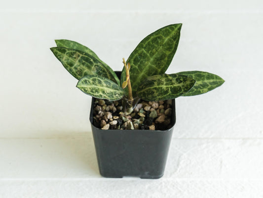Hoya elliptica (Splash) | 2-Inch